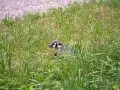 Picture of a Badger in Wisconsin