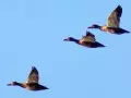 Ducks in Flight