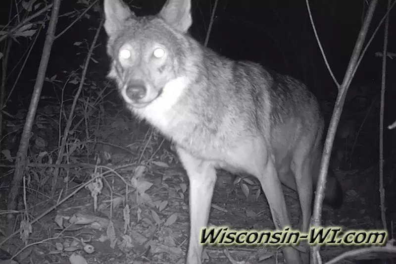 Wisconsin Wolves