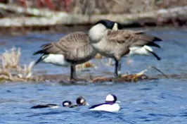 Waterfowl Pictures