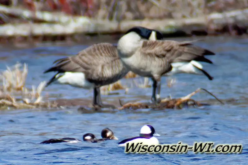 Wisconsin Waterfowl