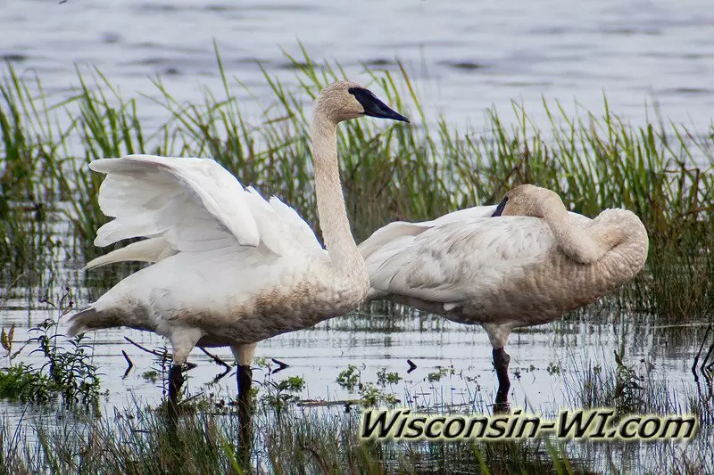 Wisconsin Trumpeter Swans