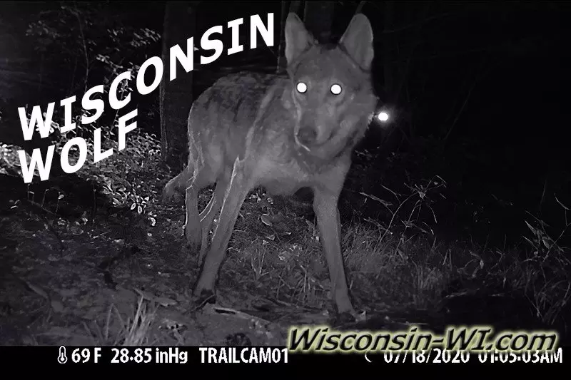 Wisconsin Wolf