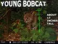 Young Bobcat in WI