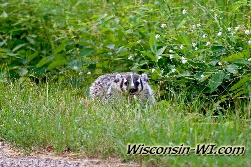 Roadside Badger