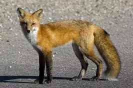 Red Fox Photos