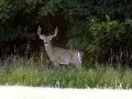 Wisconsin Whitetail Deer
