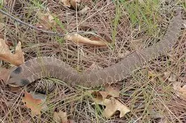 Eastern Hognose Snake Photos