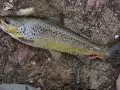 Photo of a Brown Trout