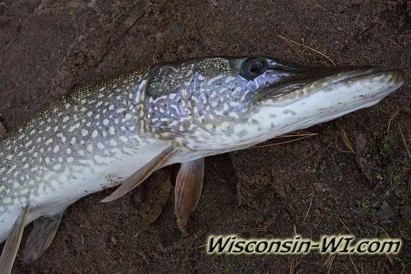 Picture of a Northern Pike in WI.
