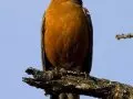 Robins have predators like snakes, cats, hawks and other birds of prey.