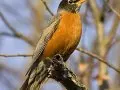 Photo of The American Robin, Wisconsin&#039;s State Bird