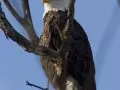 Wisconsin Bald Eagles