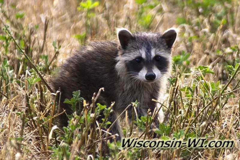 Wisconsin Wildlife Photos - Raccoon