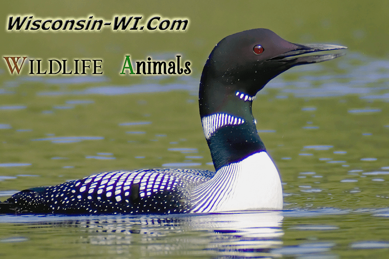 Wisconsin Wildlife Animals